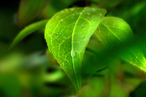 世界環(huán)境日 | 守衛(wèi)凈土 綠色前行 招商交科下屬招商生態(tài)專注生態(tài)環(huán)保，共創(chuàng)美好生活